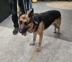 Shelter Stray Male Dog last seen , 3201 Lacy St, Los Angeles, CA 90031, USA