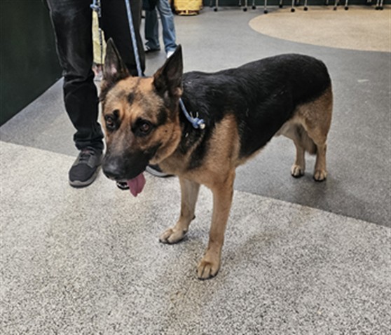 Shelter Stray Male Dog last seen , 3201 Lacy St, Los Angeles, CA 90031, USA