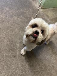Shelter Stray Male Dog last seen NORTHSTEAD DR & EDMONTON DR, 2127 Front St, Sacramento, CA 95818, USA