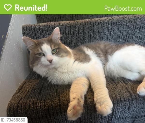 Reunited Male Cat last seen Bent & Raymond Street, Elgin, IL 60120