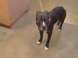 Shelter Stray Female Dog last seen WATT AVE/LA RIVIERA DR, 95826, 3839 Bradshaw Rd, Sacramento, CA 95827, USA