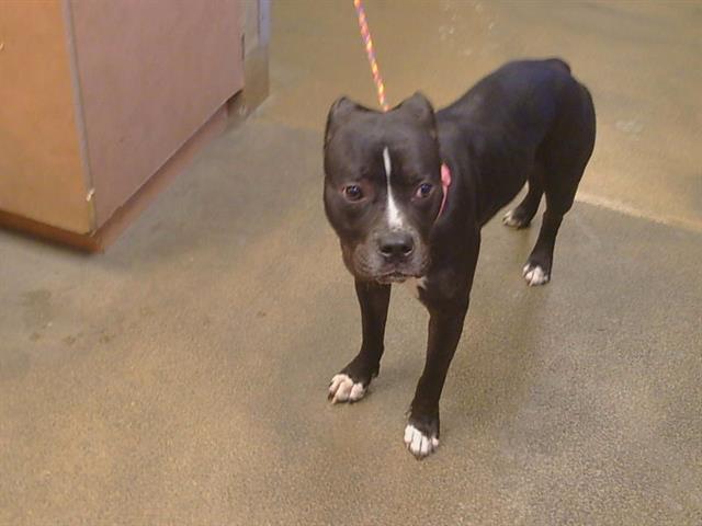 Shelter Stray Female Dog last seen WATT AVE/LA RIVIERA DR, 95826, 3839 Bradshaw Rd, Sacramento, CA 95827, USA