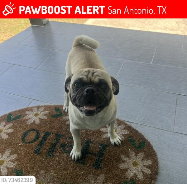Lost Male Dog last seen Castroville rd n Dahlgreen 78237, San Antonio, TX 78237