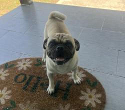 Lost Male Dog last seen Castroville rd n Dahlgreen 78237, San Antonio, TX 78237
