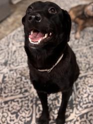 Lost Female Dog last seen Mount Galilee Church Road, Jacksonville, GA 31544