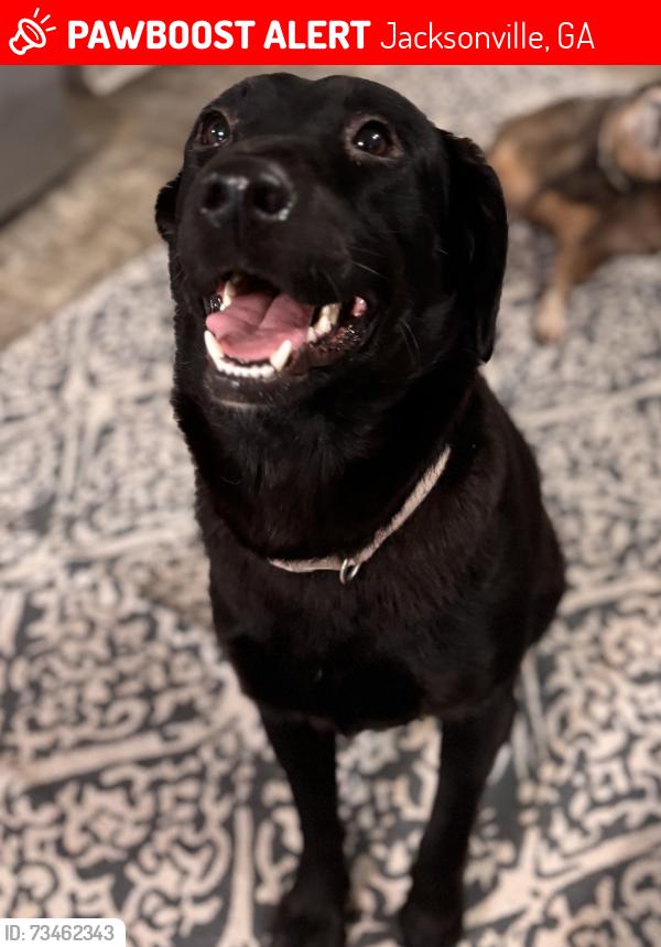 Lost Female Dog last seen Mount Galilee Church Road, Jacksonville, GA 31544