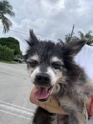 Found/Stray Male Dog last seen S. 29th Ave. and Funston Street hollywood, Hollywood, FL 33020