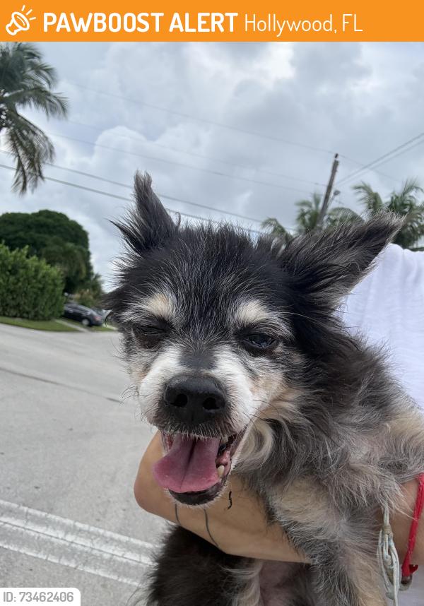Found/Stray Male Dog last seen S. 29th Ave. and Funston Street hollywood, Hollywood, FL 33020