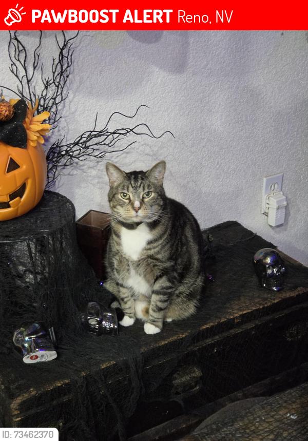 Lost Male Cat last seen Near Vineyard Court, Reno, NV 89508