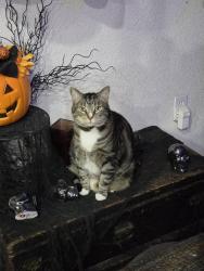 Lost Male Cat last seen Near Vineyard Court, Reno, NV 89508