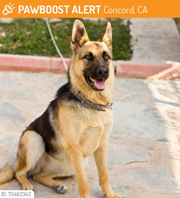Found/Stray Unknown Dog last seen Port Chicago highway, Concord, Ca, Concord, CA 94520