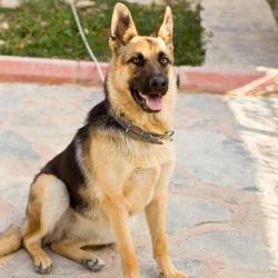 Found/Stray Unknown Dog last seen Port Chicago highway, Concord, Ca, Concord, CA 94520
