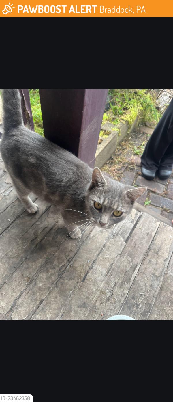 Found/Stray Female Cat last seen Bell Avenue, Braddock, PA 15104