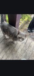 Found/Stray Female Cat last seen Bell Avenue, Braddock, PA 15104