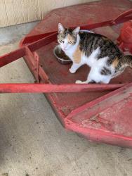 Found/Stray Female Cat last seen Highway 61, near intersection with Herron Rd., Whitsett, NC 27249
