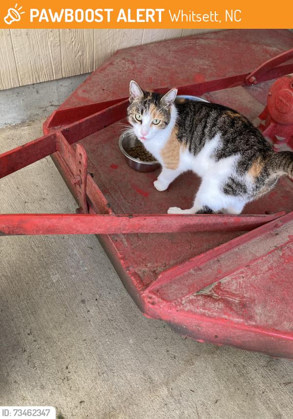 Found/Stray Female Cat last seen Highway 61, near intersection with Herron Rd., Whitsett, NC 27249