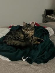 Reunited Male Cat last seen 11th and Cedar, Haverhill, MA 01830