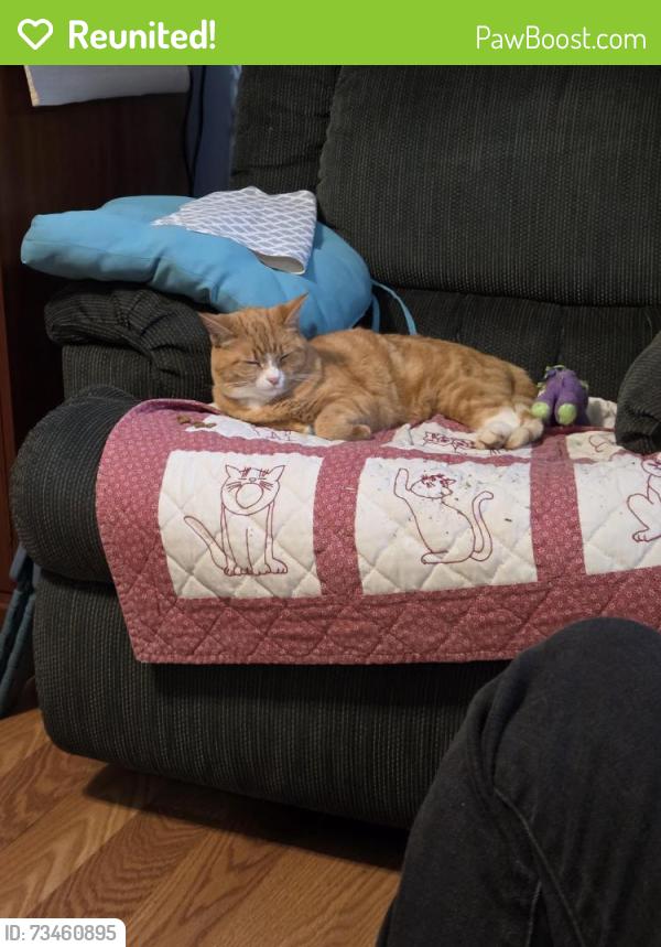 Reunited Female Cat last seen Park behind Hopey and Co, Black Mountain, NC 28711