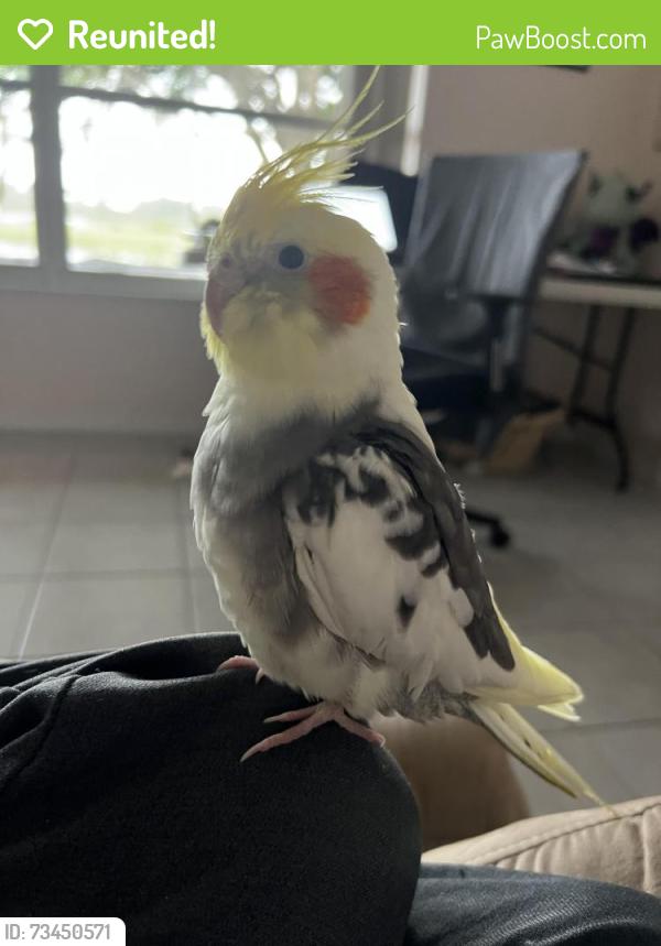 Reunited Male Bird last seen Pines Blvd , Sheridan, Pembroke Pines, FL 33028