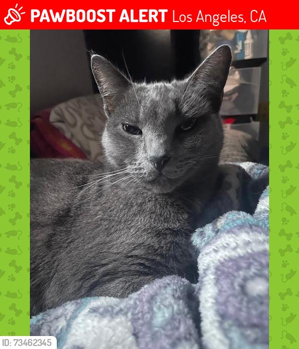 Lost Female Cat last seen San Fernando Blvd & Sharp Ave, Los Angeles, CA 91345