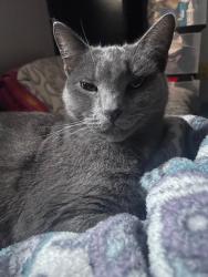 Lost Female Cat last seen San Fernando Blvd & Sharp Ave, Los Angeles, CA 91345
