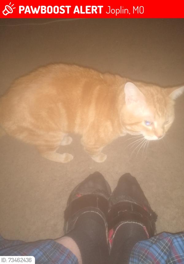 Lost Male Cat last seen Pearl and 17th, Joplin, MO 64804
