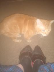 Lost Male Cat last seen Pearl and 17th, Joplin, MO 64804