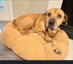 Reunited Female Dog last seen Audubon park, Garland, TX 75043