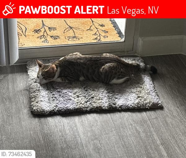 Lost Male Cat last seen Aviata apmts, Las Vegas, NV 89119