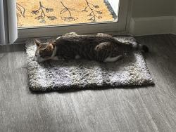 Lost Male Cat last seen Aviata apmts, Las Vegas, NV 89119
