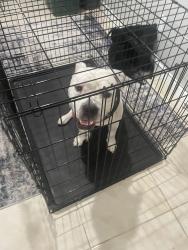 Found/Stray Male Dog last seen Port Saint Lucie Blvd, Port St. Lucie, FL 34953