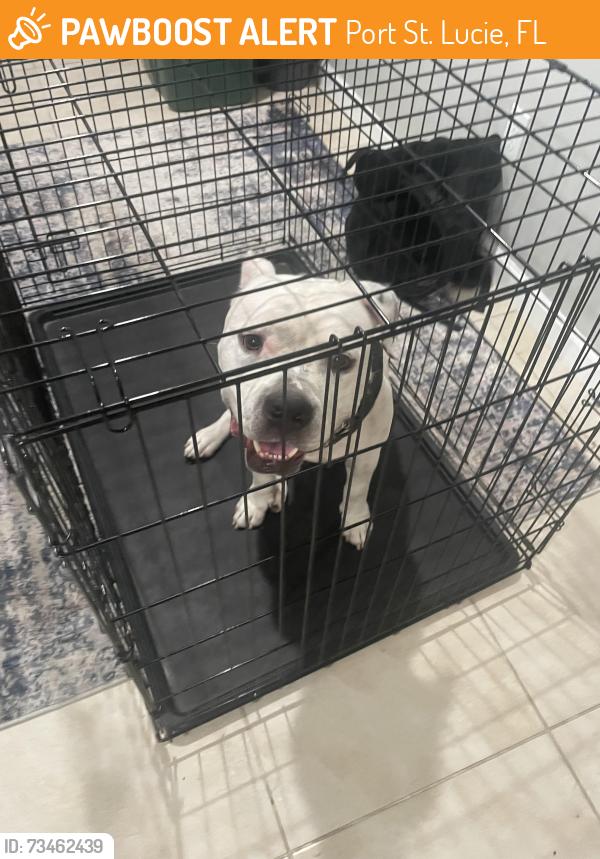 Found/Stray Male Dog last seen Port Saint Lucie Blvd, Port St. Lucie, FL 34953