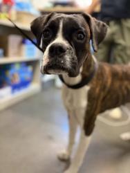 Shelter Stray Female Dog last seen S Harding Ave & E Grand Ave, Fresno Zone Fresno CO 1A 93725, CA, 1510 W Dan Ronquillo Dr, Fresno, CA 93706, USA