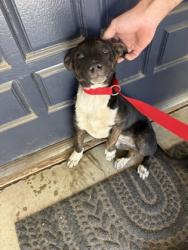 Shelter Stray Female Dog last seen E Shields & N Zediker Ave, Sanger Zone Fresno CO 4 93657, CA, 1510 W Dan Ronquillo Dr, Fresno, CA 93706, USA