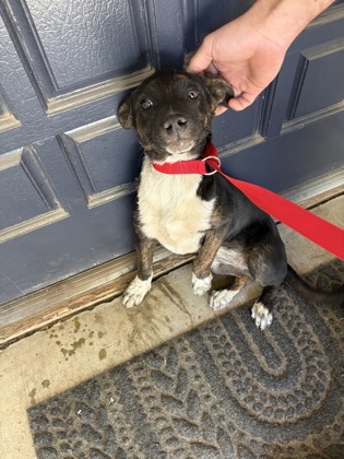 Shelter Stray Female Dog last seen E Shields & N Zediker Ave, Sanger Zone Fresno CO 4 93657, CA, 1510 W Dan Ronquillo Dr, Fresno, CA 93706, USA