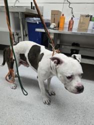 Shelter Stray Male Dog last seen , , CA, 1101 29th Ave, Oakland, CA 94601, USA