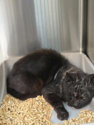 Shelter Stray Male Cat last seen douglas Ave, Oakland, CA, 1101 29th Ave, Oakland, CA 94601, USA