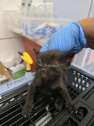Shelter Stray Female Cat last seen Near Campus Dr. (Carl Munck School), Oakland, CA, 1101 29th Ave, Oakland, CA 94601, USA