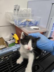 Shelter Stray Male Cat last seen Near Campus Dr. (Carl Munck School), Oakland, CA, 1101 29th Ave, Oakland, CA 94601, USA