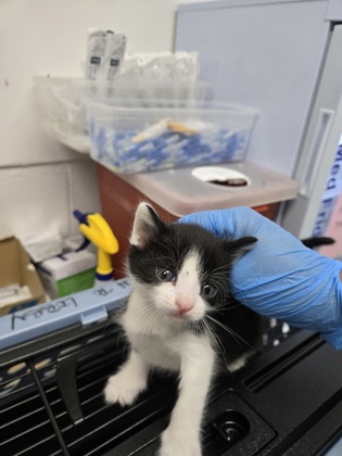 Shelter Stray Male Cat last seen Near Campus Dr. (Carl Munck School), Oakland, CA, 1101 29th Ave, Oakland, CA 94601, USA