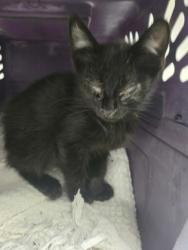 Shelter Stray Male Cat last seen Near 89th ave, Oakland, CA, 1101 29th Ave, Oakland, CA 94601, USA
