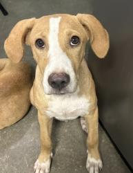 Shelter Stray Male Dog last seen SAHS Property, San Antonio, TX, 4804 Fredericksburg Rd, San Antonio, TX 78229, USA