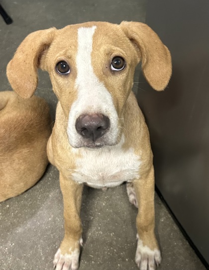 Shelter Stray Male Dog last seen SAHS Property, San Antonio, TX, 4804 Fredericksburg Rd, San Antonio, TX 78229, USA