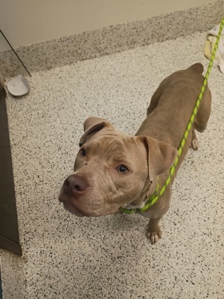 Shelter Stray Male Dog last seen Near Bolton Road, Atlanta, GA, 1251 Fulton Industrial Blvd NW, Atlanta, GA 30336, USA