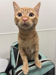 Shelter Stray Male Cat last seen Near Parker Dr. by the med clinic, CMACC, NC, 1348 Parker Dr, Charlotte, NC 28208, USA