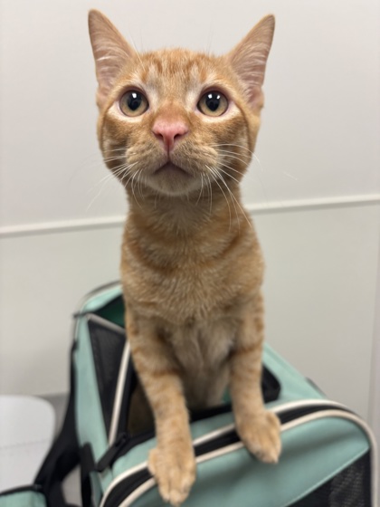 Shelter Stray Male Cat last seen Near Parker Dr. by the med clinic, CMACC, NC, 1348 Parker Dr, Charlotte, NC 28208, USA