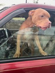Shelter Stray Female Dog last seen Near Beder Dr. SW, Atlanta, GA, 1251 Fulton Industrial Blvd NW, Atlanta, GA 30336, USA