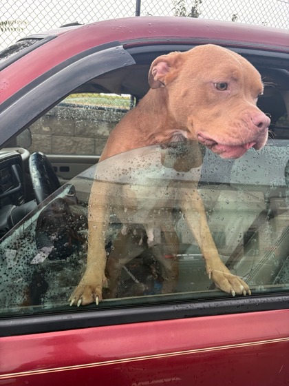 Shelter Stray Female Dog last seen Near Beder Dr. SW, Atlanta, GA, 1251 Fulton Industrial Blvd NW, Atlanta, GA 30336, USA