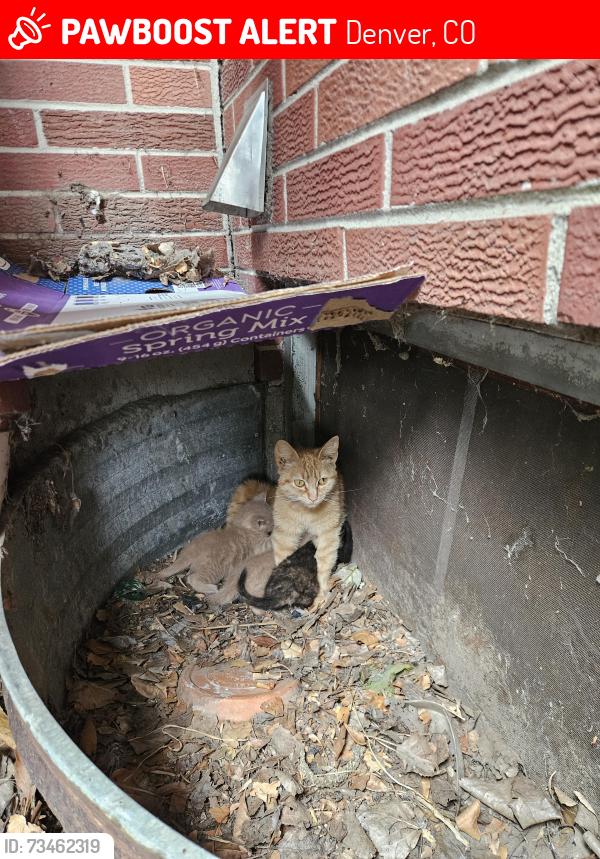Lost Female Cat last seen Near Lafayette st, Denver, CO 80229