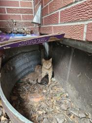 Lost Female Cat last seen Near Lafayette st, Denver, CO 80229